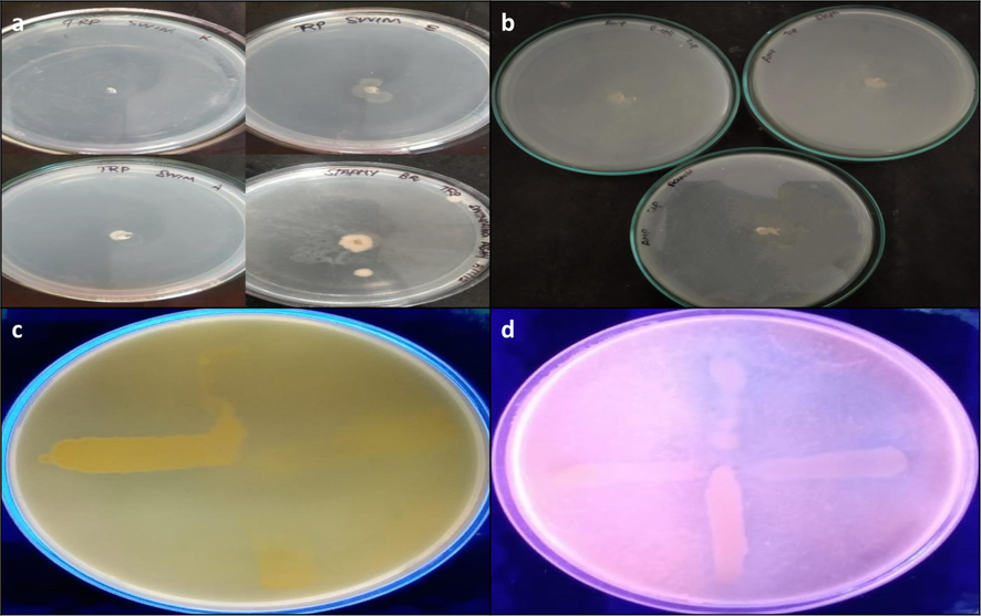 Swimming assay (a) control (b) treated with A. fragilissima; Efflux pump inhibition assay (c) control (d) Treated with A. fragilissima.