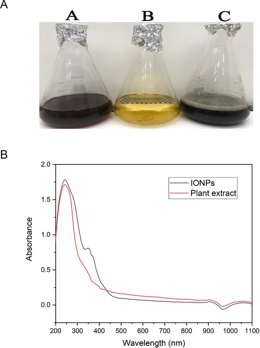 a. Green biofabrication of IONPs using S. officinalis extract. (A): Water extract of S. officinalis, (B): Ferric nitrate solution, (C): IONPs; Fig. 1b. UV–Vis spectrum of the biofabricated IONPs (black line) and S. officinalis extract (red line). (For interpretation of the references to color in this figure legend, the reader is referred to the web version of this article.)