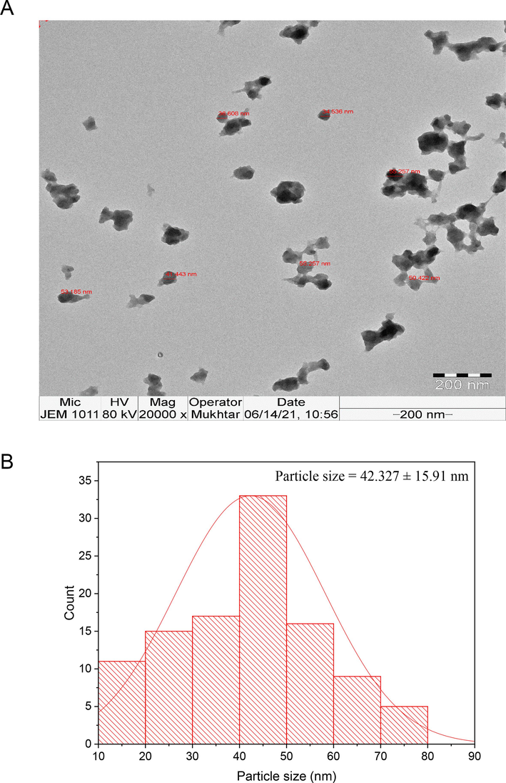 (A) TEM micrograph of the biosynthesized IONPs, (B) Particle size distribution of the biogenic IONPs.