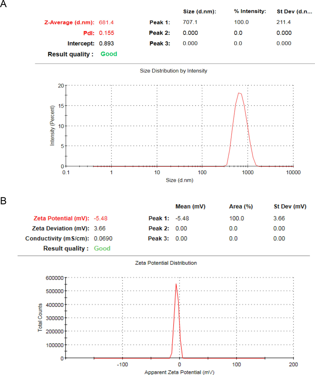 (A)The hydrodynamic diameter of the biogenic IONPs, (B) Zeta potential of the biofabricated IONPs.