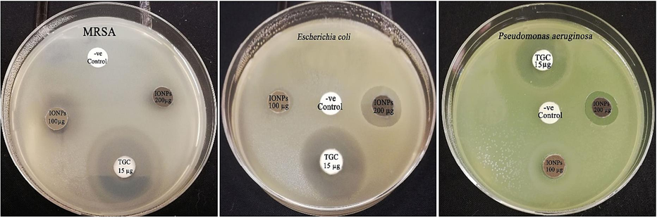 Antimicrobial activity of the phyto-synthesized IONPs (IONPs) against E. coli and P. aeruginosa strains.