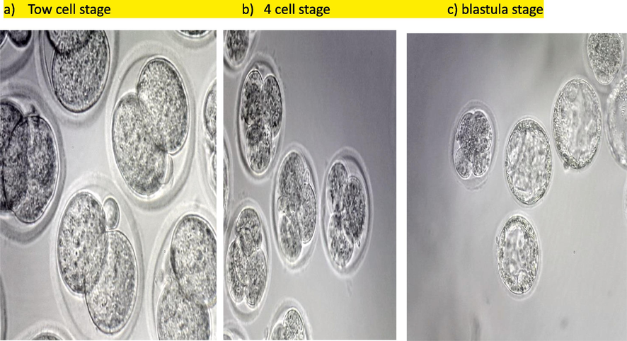 The in vitro fertilization (IVF) of mice early embryonic cleavage stages and Blastula. Tow cell stage b) 4 cell stage c) blastula stage.