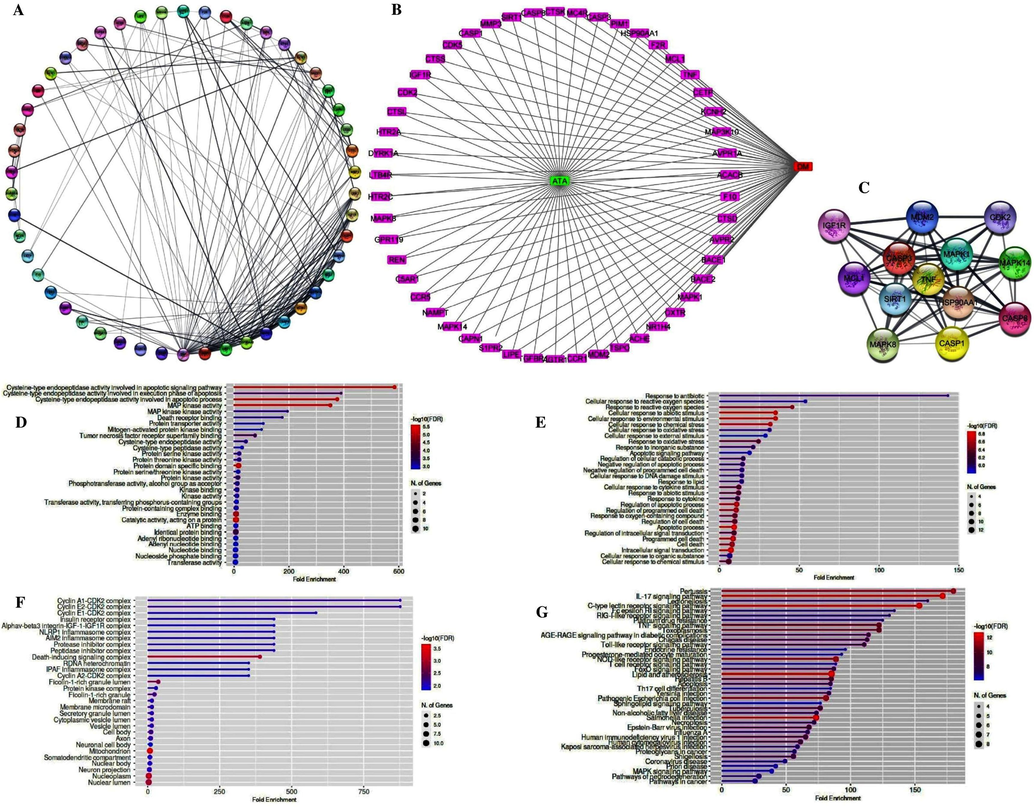 Network construction, hub gene analysis, functional annotation and potential molecular pathways of ATA for the treatment of DM. A) PPI network of ATA, B) Compound target disease network of ATA, green square represents important potential core compound-ATA, pink rectangles represent important potential targets and red square represents DM. C) Top 13 selected hub genes network of ATA, D) Molecular functions, E) Biological processes, F) Cellular components, G) Top most KEGG pathway enrichment in study of ATA.