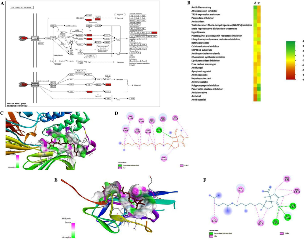 KEGG pathway enrichment, heat map of PASS activity and molecular docking diagram of the ATA with key targets. A) TNF as hub signaling pathway from KEGG pathway enrichment, B) Heat map of top probable bioactivities in the PASS study, C) 3D interaction diagram with AKT1, D) 2D interaction diagram with AKT1, E) 3D interaction diagram with TNF, F) 2D interaction diagram with TNF.