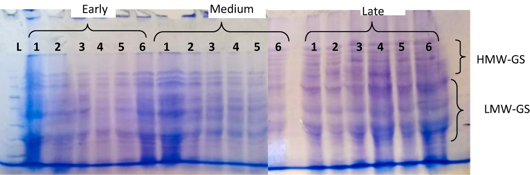 SDS-PAGE separating of HMW-GS and LMW-GS from different wheat cultivars sown at different dates (early, medium and late). Lanes: L = Ladder; 1–6 = cultivars as follows: 1 = Argine, 2 = Debeira, 3 = Sasaraib, 4 = Condor, 5 = Elneelain and 6 = Wadielneel.