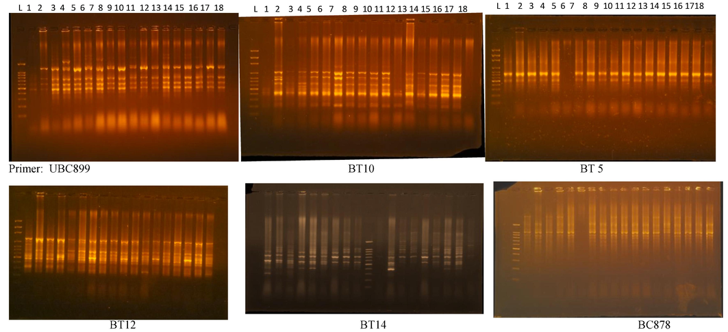 ISSR banding profiles of six wheat cultivars, sown at different sowing dates (early, medium and late), genomic DNA amplified by some primers. Lanes: L = Ladder, 1 = Argine ES, 2 = Debeira ES, 3 = Sasaraib ES, 4 = Condor ES, 5 = Elneelain ES, 6 = Wadielneel ES. 7 = Argine MS, 8 = Debeira MS, 9 = Sasaraib MS, 10 = Condor MS, 11 = Elneelain MS, 12 = Wadielneel MS, 13 = ArgineLS, 14 = Debeira LS, 15 = Sasaraib LS, 16 = Condor LS, 17 = Elneelain LS and 18 = Wadielneel LS. ES = Early sowing; MS = Medium sowing; LS = Late sowing.