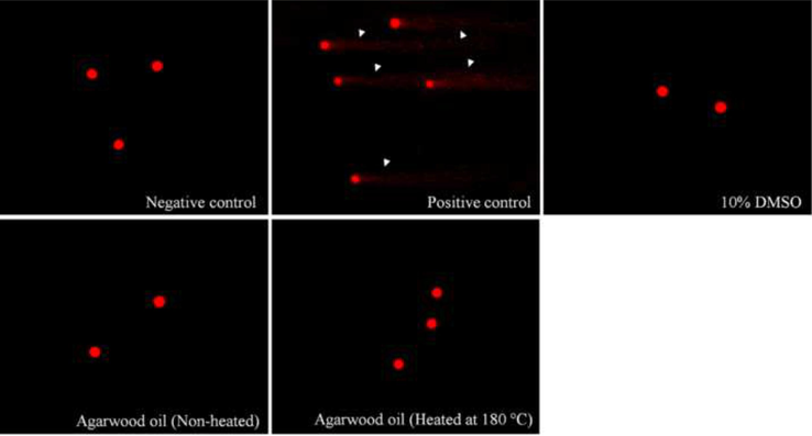 Genotoxicity evaluation of non-heated and heated agarwood oil at the concentration as 100 mg/mL on PBMCs through comet assay image (200×) when compared to negative control and positive control. The white arrow indicates the DNA damage fragments. The studied sample did not show toxic effect on PBMCs.