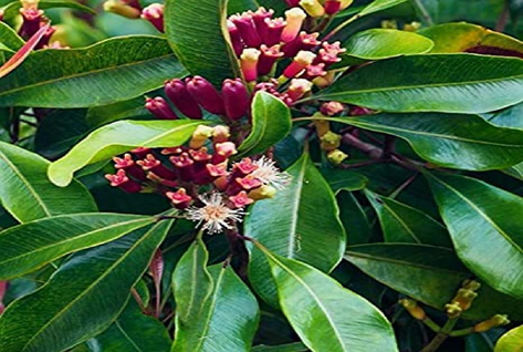 Leaves of S. aromaticum.