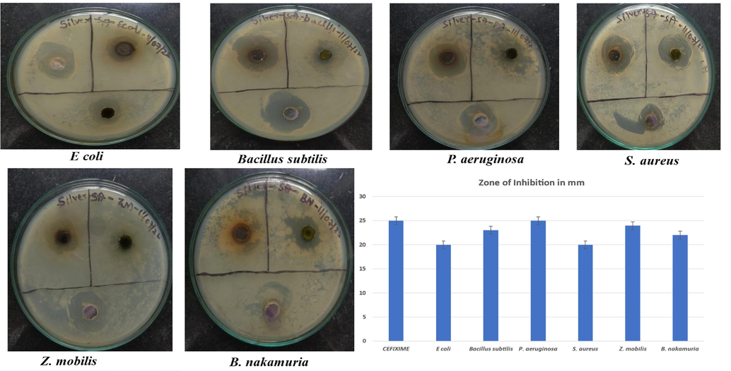 Antimicrobial activity of AgNPs from S. aromaticum leaves extract against pathogenic microorganisms.