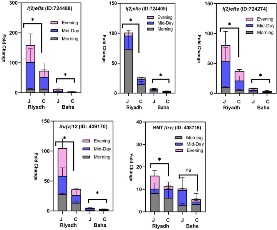 Fold changes of (mRNA) relative expression levels for Apis mellifera lethal(2)-essential-for-life-like (l(2)efl) genes (ID: 724405; 724488; 234274); Apis mellifera histone-lysine N-MT (trx) transcript variant X4 (ID: 408716), and Apis mellifera polycomb protein Su(z)12 (ID: 409170) in A. m. yemenitica (local) and A. m. carnica (carnica) at two thermogeographical regions (Riyadh: R and Baha: B) and the three foraging times (7:00 a.m.: after ≈1 h of foraging; 12:00 p.m.; and 5:00 p.m. (≈1 h before sunset)). Δct was calculated by using actin as endogenous control, and the fold change (fold change = 2ct (reference-treatment)) was calculated using the relative expression in A. m. carnica in the Baha region as reference (Calibrator). Significant fold change difference was determined based on average gene expression of each group using a three-way ANOVA analysis followed by Multiple comparisons based Bonferroni post hoc test, p < 0.05. (*) = significant variation and (ns) = non-significant variation.