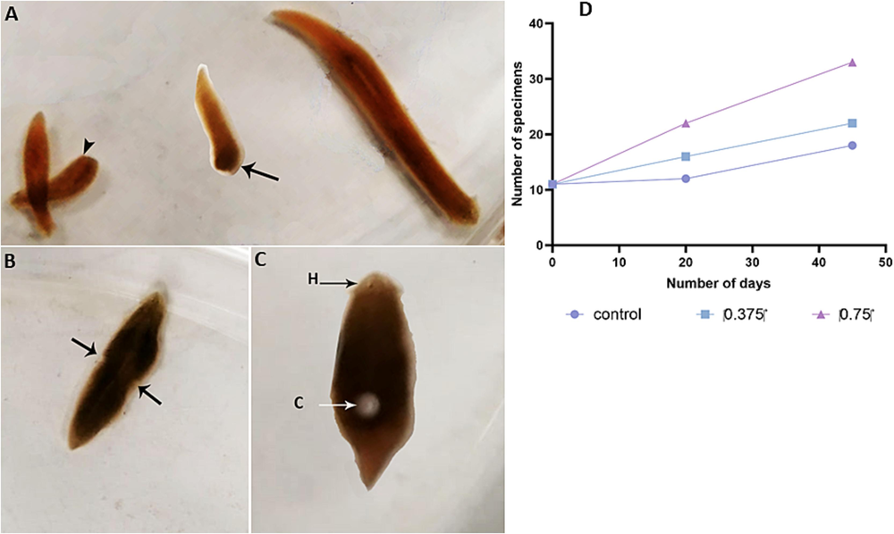 A. Asexual forms of D. bursagrossa reproducing asexually by scissiparity (arrowhead: anterior fragment; arrow: posterior fragment). B. Asexual specimens during fission, leading to a natural and spontaneous isolation of a fragment from the parental organism. C. Sexual form of D. bursagrossa producing a cocoon. D. Reproduction rate of the asexual form of D. bursagrossa, showing an increase in the number of specimens with elevated salinity. H: head; C: cocoon.