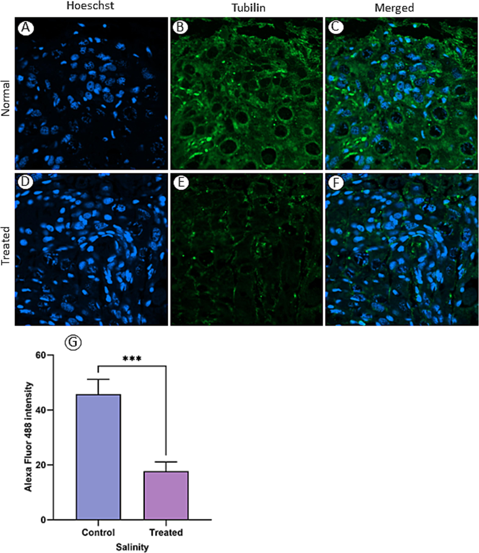 Tubulin distribution in ovarian tissue was assessed through immunofluorescence staining of ovaries from sexual specimens in normal (A–C) and one of the treated (D–F) groups (0.375 g/L). The relative fluorescence intensity of tubulin was notably higher in normal ovarian sections compared with those from treated groups (G). (***) indicates P < 0.0001.