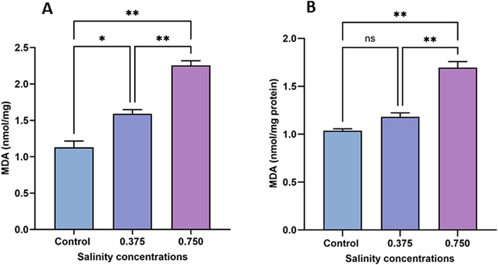 Variations in MDA content in sexual (A) and asexual (B) salinity-treated groups. Values are expressed as the mean ± standard deviation of three planarians from each group. (*) indicates p < 0.05, and (**) indicates p < 0.01. ns: not significant.