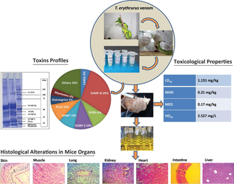Analysis of T. erthrurus venom.