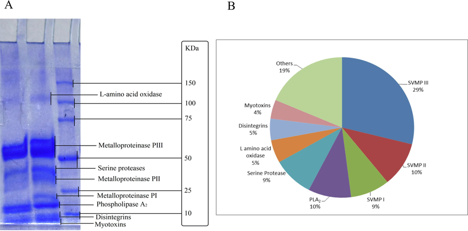 Composition of T. erythrurus venom. (A) The T. erythrurus venom composition was investigated using 12% SDS-PAGE analysis. (B) The venom is composed of (1) snake venom metalloproteases-III (SVMPs-III), (2) snake venom metalloproteases-II (SVMPs-II), (3) snake venom metalloproteases-I (SVMPs-I), (4) Phospholipase A2 (PLA2), (5) snake venom serine protease (SVSPs), (6) L-amino acid oxidase (LAAO), (7) disintegrins, (8) myotoxins, and (9) other unidentified components.