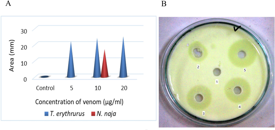 Dose-dependent PLA2 activity of T. erythrurus venom. (A) The comparisons of PLA2 by three different doses of venom with negative control (PBS) and positive control (10 µg N. naja venom), and (B) the area of lysis of egg yolk phospholipids by Control (1), 5 µg (2), 10 µg N. naja venom (3), 10 µg (4), and 20 µg (5) of T. erythrurus venom.