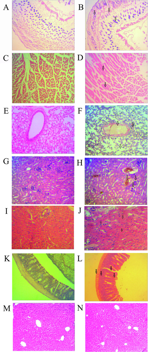 Venom-induced histopathological changes in skin, muscle, lung, kidney, heart, intestine, and liver. Mice envenomed with sublethal dose and tissues after 24 h of envenomation are shown in this figure. The skin tissues of control (A) and venom-treated (B) mice are shown. Regular structures of dermis and epidermis became significantly disordered following envenomation. Similarly, muscle, lung, kidney, heart, intestine, and liver tissues of venom-treated (panels D, F, H, J, L, and N, respectively) and control mice (panels C, E, G, I, K, and M, respectively) are different. Envenomation induced severe myonecrosis with inflammatory infiltration in muscle, hemorrhage in alveoli with congestion in blood vessels in the lung, destruction of glomerular capillaries in the kidney, massive clumping of erythrocytes with myonecrosis in the heart, and inflammatory cellular infiltration in the intestine with the irregular formation of villi. However, T. erythrurus venom did not affect the hepatic tissues. Histopathological changes in different tissues are indicated by arrows in photomicrograph (Magnification 400×).