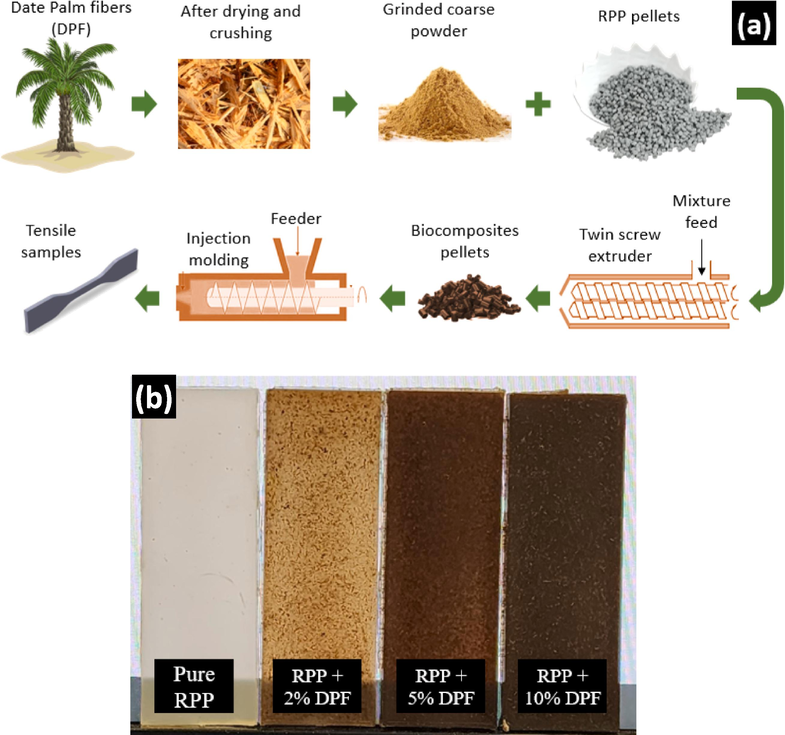 (a) Schematic diagram for the fabrication process, (b) fabricated biocomposites samples showing a homogeneous distribution of the DPF fillers.