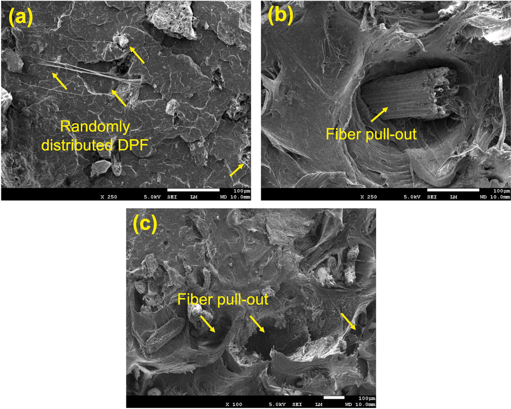 Fracture behavior and dispersion of DPF in rPP + 10 %DPF biocomposite subjected to tensile loading.