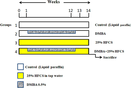 Schematic illustraction of the experimental design. DMBA; 7,12-dimethylbenz (a) anthracene, HFCS-High Fructose Core Syrup.