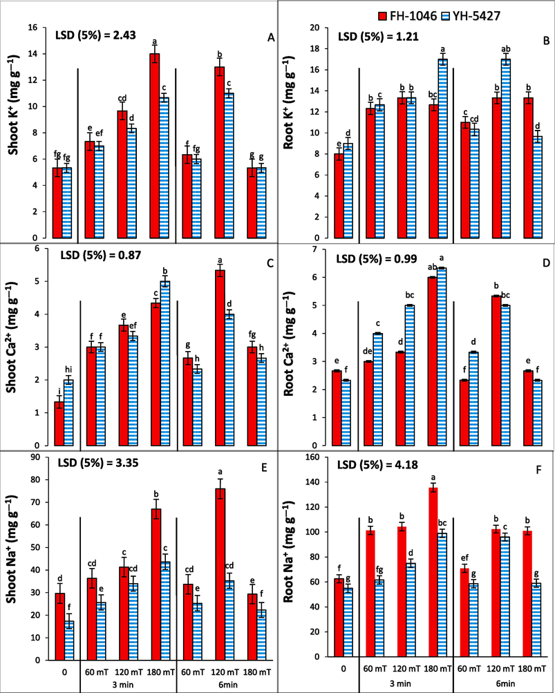 Shoot (A) and root (B) K+, shoot (C) and root (D) Ca2+, and, shoot (E) and root (F) Na+ of maize plants grown from magnetically primed seeds magnetized for different exposure times.