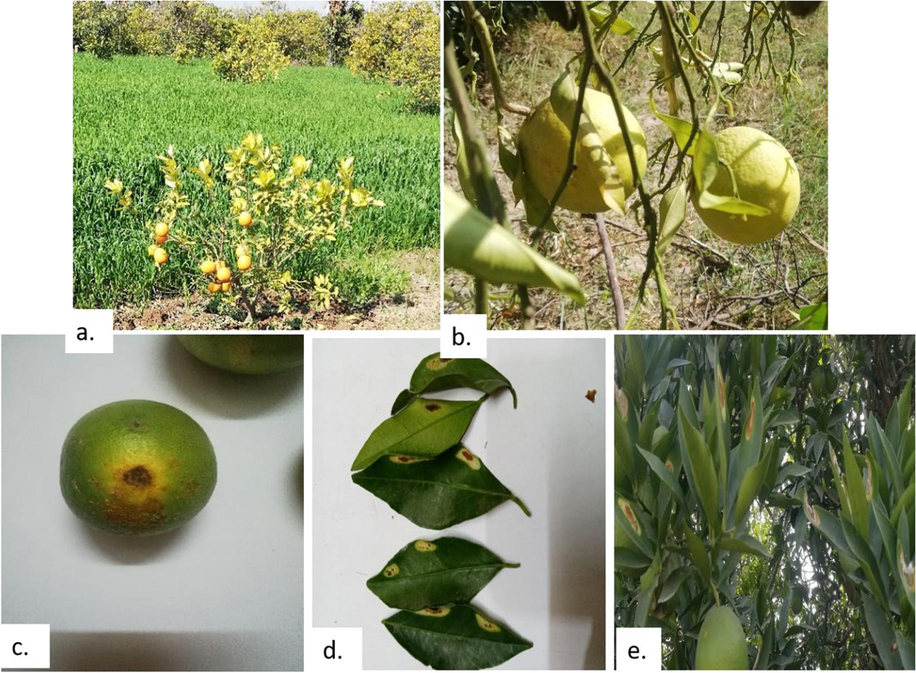 Different citrus bacterial diseases observed in the orchards: a, b) Citrus Greening, c, d) Citrus canker, & e) Bacterial spot.