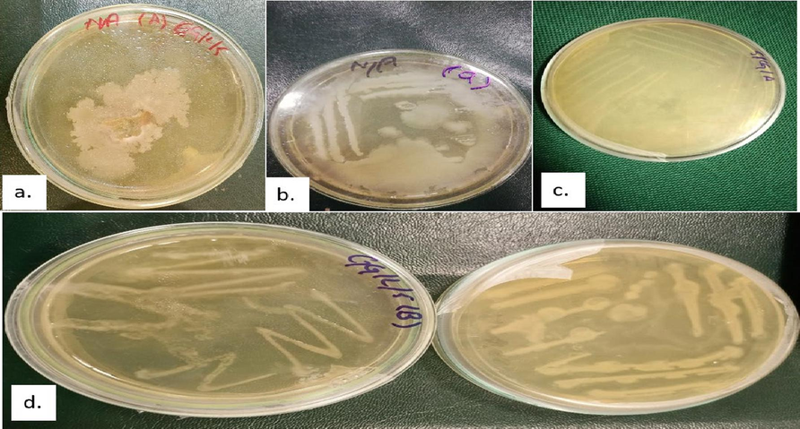 Colonies of Bacterial pathogens isolated from the diseased fruits and leaves samples (a.) Bacterial spot (BS) (b.) Citrus Canker (CCF) (c.) Citrus Canker (CCL) (d.) Citrus Greening (CGF and CGL).