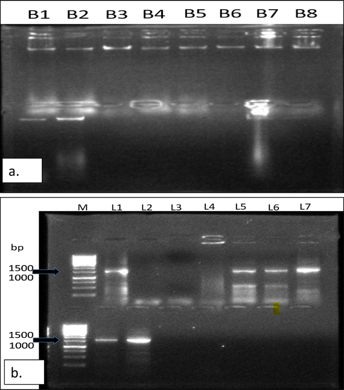 (a.) Pure DNA bands of the isolated bacterial pathogens, (b.)16S rRNA gene amplification of bacterial isolates causing Citrus diseases. Lane 1–7 are CCF2, CCL3, CCF3, CGF5, CGL5 and BSL1 respectively. Lane M represents a 1 kb DNA marker.