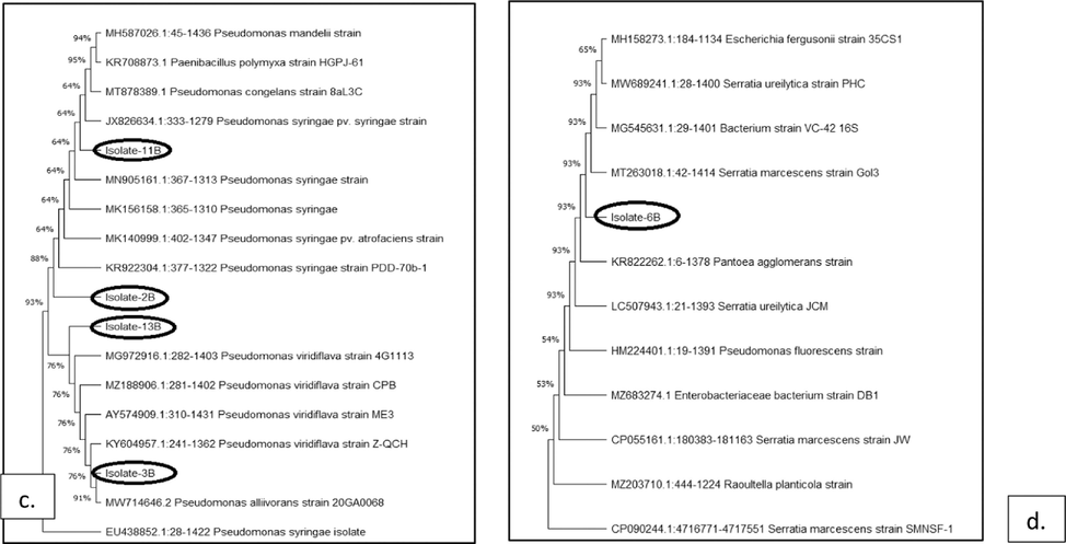 Neighbor-joining tree showing evolutionary links between bacterial strains that cause citrus diseases using Bootstrap methodology to construct the phylogenetic trees (a.) Xanthomonas axonopodis (b.) Candidatus Liberibacter (c.) Pseudomonas syringae and Pseudomonas viridiflava (d.) Serratia marcescens.