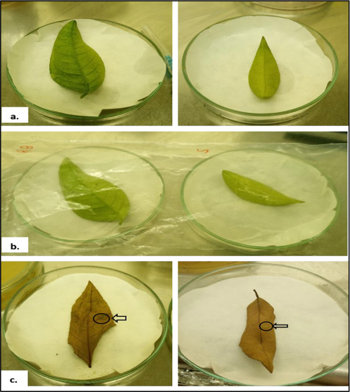 Pathogenicity test of canker-causing bacterial strains (CCF3, CCF5) on citrus leaves (a.) 1-week post-inoculation (wpi); (b.)2 wpi; (c.) 3 wpi.