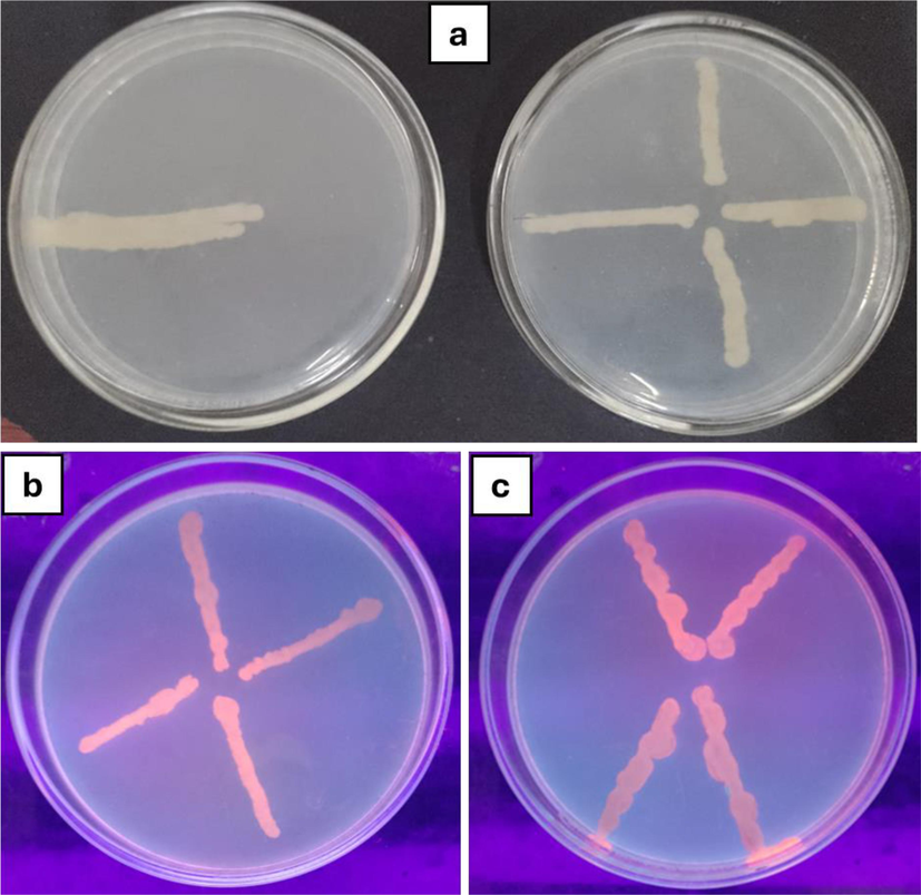 Efflux pump inhibition assay (a) Control; (b) Treated with methanolic extract (c) Treated with lyophilized extract.