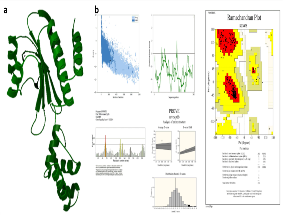 SdiA modelling (a) Modelled protein structure (b) Validation of SdiA.