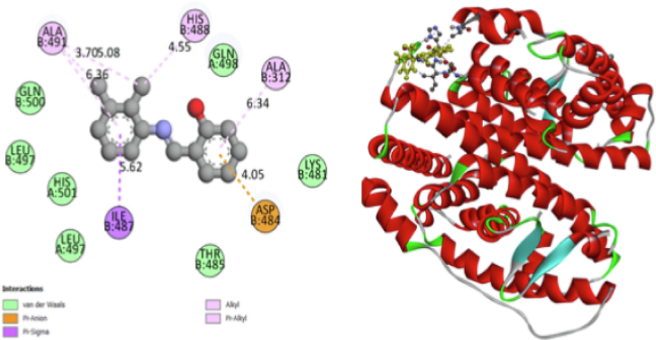 Protein and Ligand in dock bind interaction.