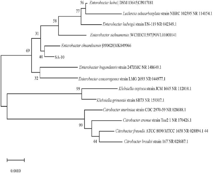 Neighbor-joining phylogenetic tree of SA 10 based on 16S rRNA sequences analysis.