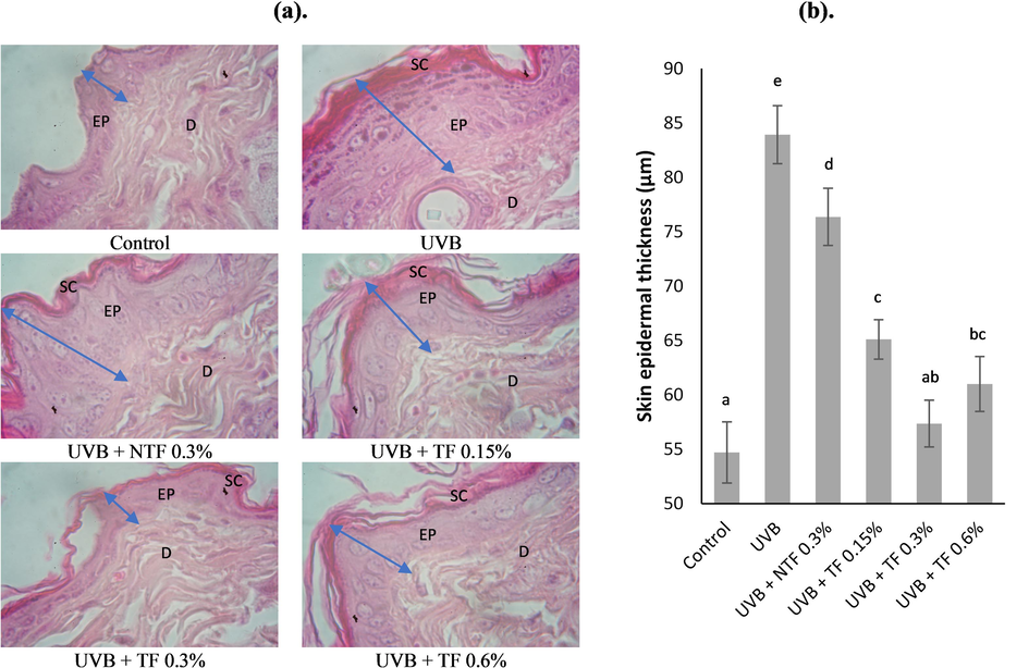 Effect of CA-TF and BEO-NE combination gel on histological appearance. (a). Hematoxylin and eosin (HE) were used to stain dorsal skin slices. (b). Epidermal thicknesses quantitative analysis. Data represent mean ± SD (n = 4). The same chart's data with different notations implied significant differences at P < 0.05. D: dermis; EP: epidermis; SC: stratum corneum.