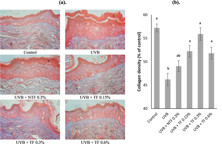 Effect of CA-TF and BEO-NE combination gel on collagen fiber destruction. (a). Collagen fibers are visible with Masson's trichrome staining. (b). Collagen fiber density quantitative analysis. Data represent mean ± SD (n = 4). The same chart's data with different notations implied significant differences at P < 0.05.