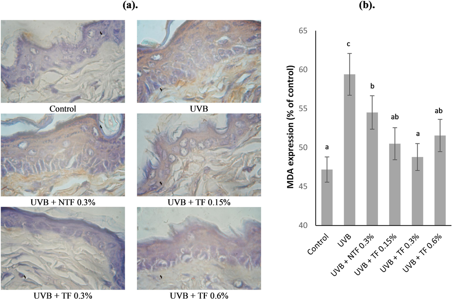 Effect of CA-TF and BEO-NE combination gel on lipid peroxidation. (a). MDA immunohistochemistry sections (b). MDA expression's quantitative analysis. Data represent mean ± SD (n = 4). The same chart's data with different notations implied significant differences at P < 0.05.