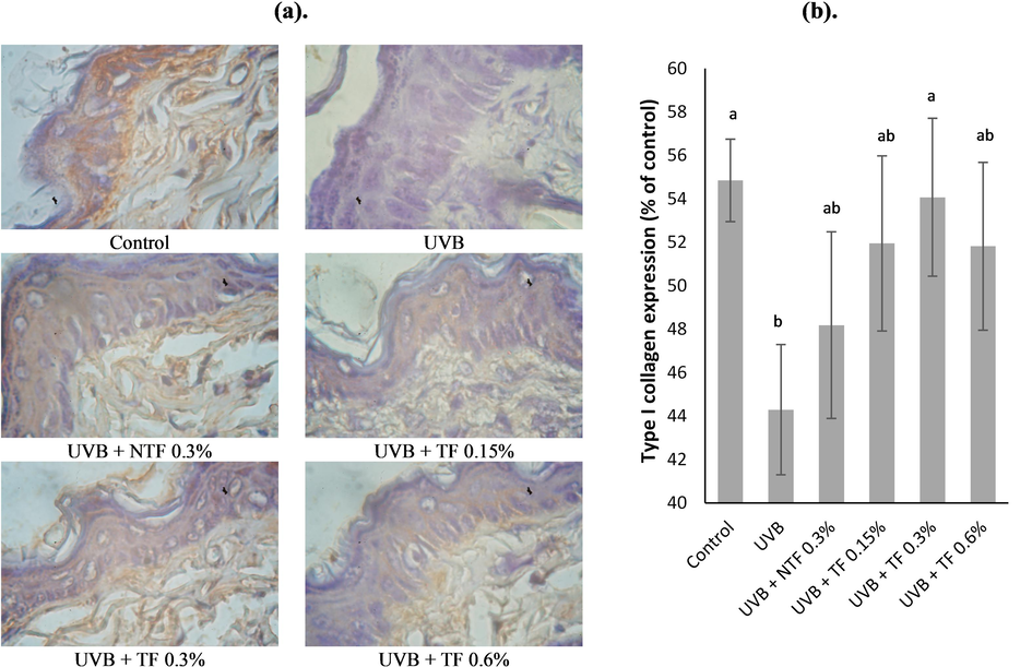 Effect of CA-TF and BEO-NE combination gel on type I collagen expressions. (a). Type I collagen's immunohistochemistry sections. (b). Type I collagen expression's quantitative analysis. Data represent mean ± SD (n = 4). The same chart's data with different notations implied significant differences at P < 0.05.