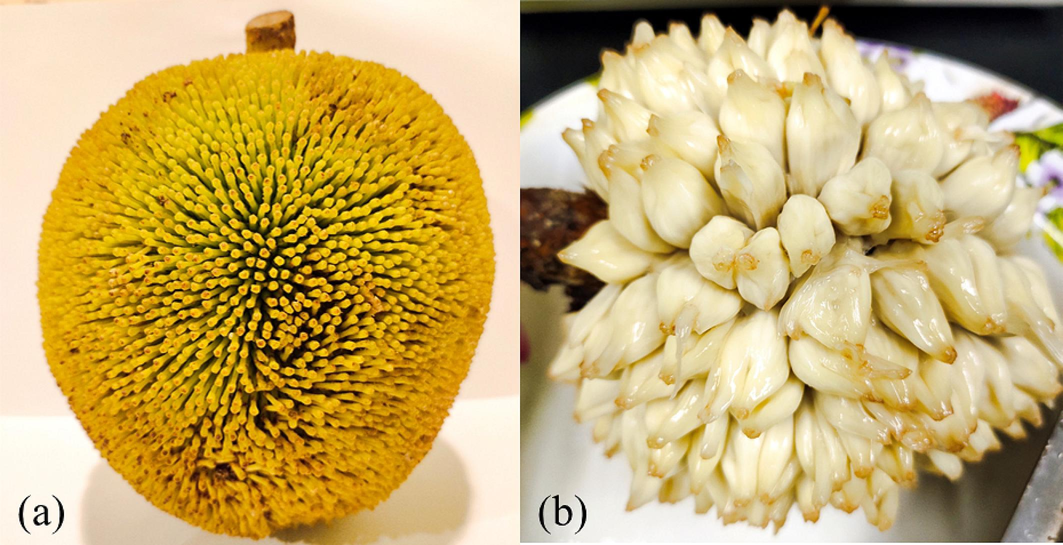 (a) Artocarpus odoratissimus fruit and (b) the flesh of the fruit.