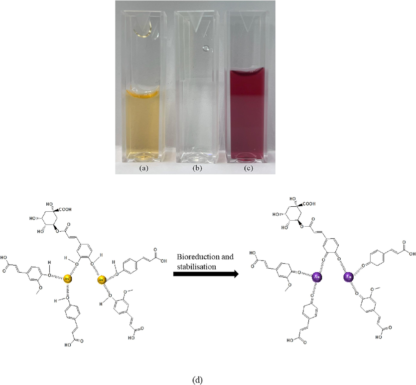 Image of (a) Peel extract, (b) gold salt solution, (c) Au NPs and (d) proposed formation mechanism of Au NPs.