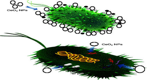 Bactericidal mechanism of pure CeO2, Er and Ba doped CeO2 NPs.