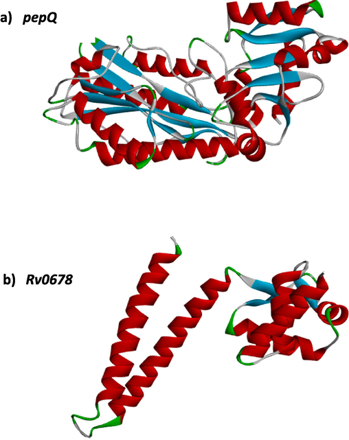 3D-structure of target genes-pepQ and Rv0678.