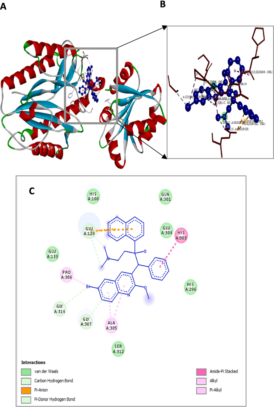 Bedaquiline (blue colour ball and stick model) interactions with pepQ represented in (A) solid ribbon model with; (B) active site amino acid residues amino acid residues represented in red colour line model; (C) hydrophobic interactions (alkyl and pi-alkyl are shown in light pink colour dotted lines; Amide-pi-Anion are shown in orange), Carbon hydrogen bonds are shown in (light blue colour circles). van der Waals interactions (light green colour circles).