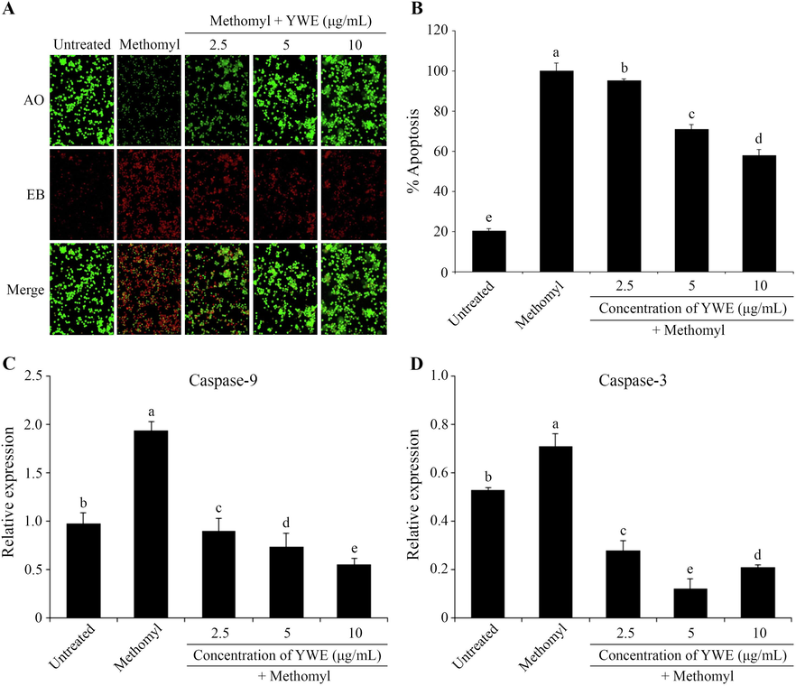 Protective effects of Yanang water extract (YWE) on methomyl-induced apoptosis in RAW 264.7 cells. After treatment with methomyl and different concentrations of YWE (2.5 – 10 μg/mL) for 24 h, RAW 264.7 cells were stained with AO/EB and observed under fluorescence microscopy (20×) (A). The cells undergoing apoptosis were further measured by annexin V-FITC/PI flow cytometry assay and the apoptosis rate was determined and represented as a bar graph (B). The protective effect of YWE on apoptosis related genes, Caspase-9 (C) and Caspase-3 (D) was assessed through real-time PCR. The data are presented as mean ± SD. Different letters on the top of each bar are significantly different, p ≤ 0.05.