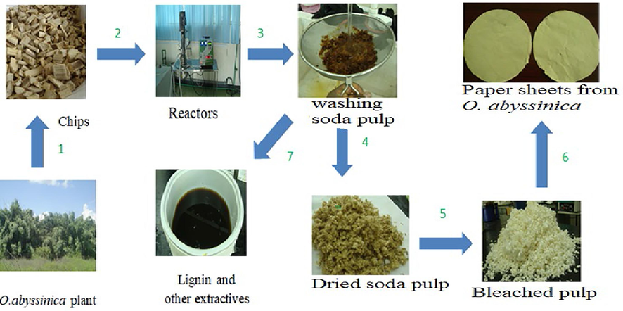 Pulp and paper-making procedures from three old O. abyssinica plants. Where 1: cutting and chipping, 2: inserting to reactors, 3: soda pulping, 4: drying, 5: bleaching, 6: sheet making and 7: lignin collection.