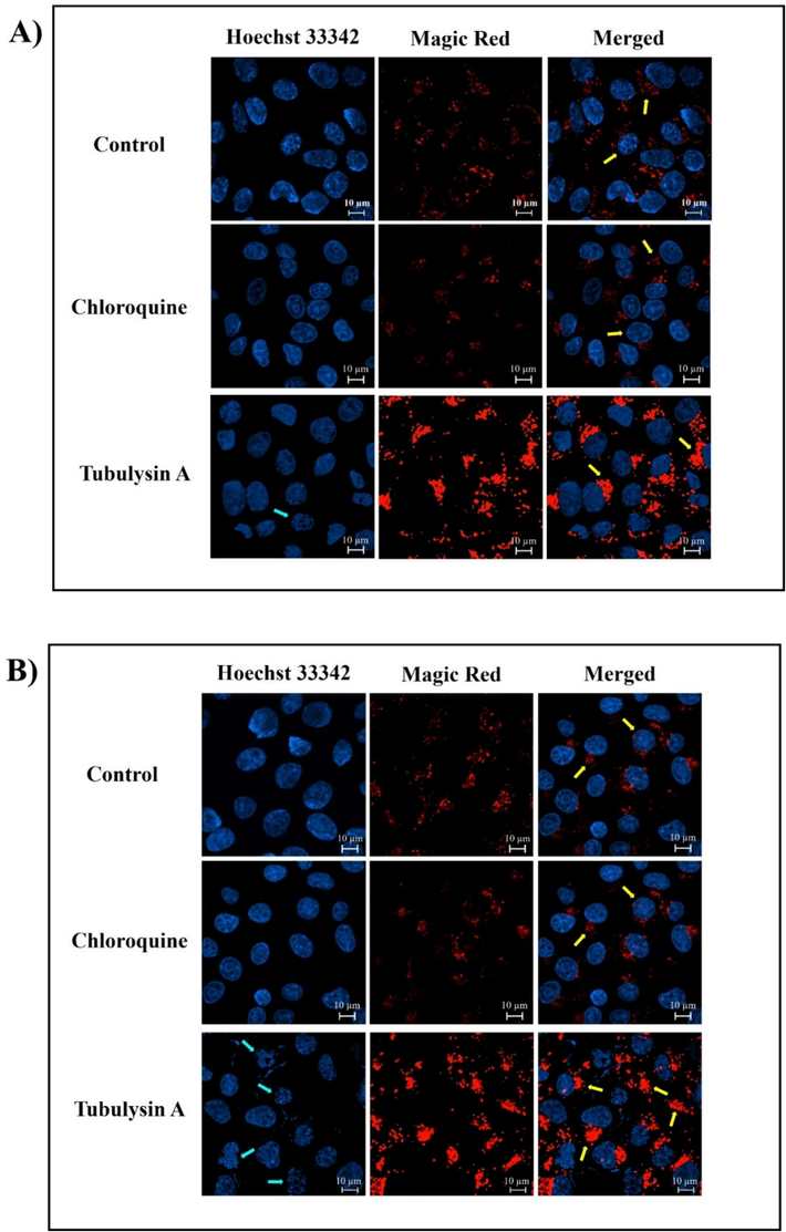 Effect of TubA and CQ on the activity of CathepsinB in the lysosomes of MCF-7 cell line at two distinct time points (A) 24 h and B) 48 h). The intensity of Magic Red Cathepsin B staining was quantified in three independent experiments (>6 images per well) C) Mean fluorescence intensity was statistically evaluated using one-way ANOVA, with significance thresholds defined as *: p ≤ 0.05, **: p ≤ 0.01, and ***: p ≤ 0.001. Error bars represent standard deviation (mean ± SD).