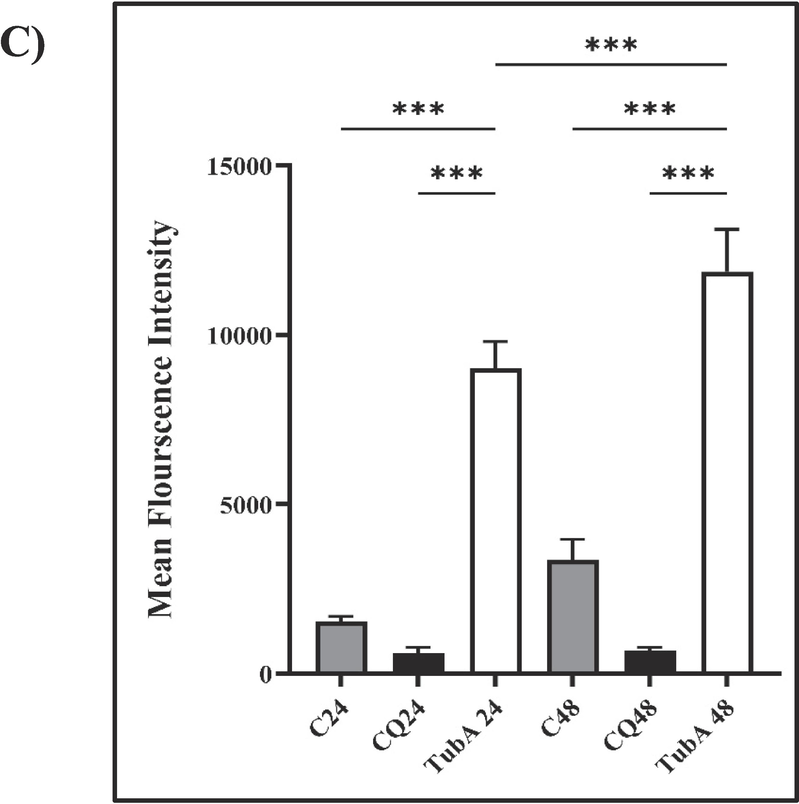 Effect of TubA and CQ on the activity of CathepsinB in the lysosomes of MCF-7 cell line at two distinct time points (A) 24 h and B) 48 h). The intensity of Magic Red Cathepsin B staining was quantified in three independent experiments (>6 images per well) C) Mean fluorescence intensity was statistically evaluated using one-way ANOVA, with significance thresholds defined as *: p ≤ 0.05, **: p ≤ 0.01, and ***: p ≤ 0.001. Error bars represent standard deviation (mean ± SD).