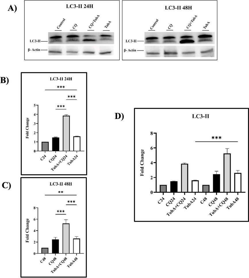 A) Expression of LC3-II protein treated by TubA and CQ treatment in MCF-7 cell line. The results shown were derived from three biological experiments. B) and C) show a comparison between the control and TubA. Also, it shows a comparison between the combined treatment of TubA and CQ (CQ + TubA) and TubA. D) represents a comparison between the different time points (24H and 48H) in the groups treated by TubA. The error bars show the standard deviation (mean ± SD). Statistical analysis was performed using one way-ANOVA. *: p ≤ 0.05, **: p ≤ 0.01, ***: p ≤ 0.001.