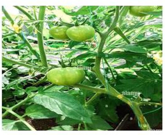 Healthy tomato plant.