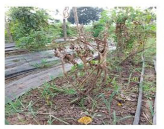 Infected tomato plant.